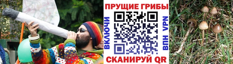 магазин    Бугульма  Галлюциногенные грибы прущие грибы 