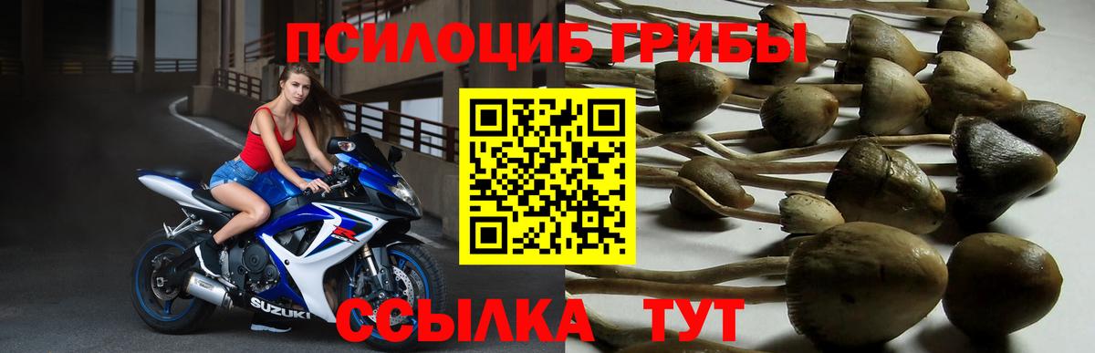 Псилоцибиновые грибы GOLDEN TEACHER  Вход с VPN  Бугульма 